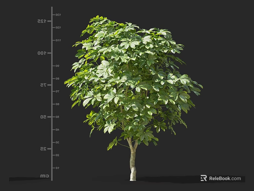 Lush Green Shrub With Dense Foliage And Height Scale For Landscaping Design 3d model 