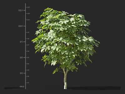 Lush Green Shrub With Dense Foliage And Height Scale For Landscaping Design 3d model