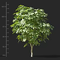 Lush Green Shrub With Dense Foliage And Height Scale For Landscaping Design