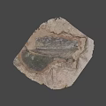 Natural Ancient Fossil Leaf Preserved in Stone with Detailed Vein Structure