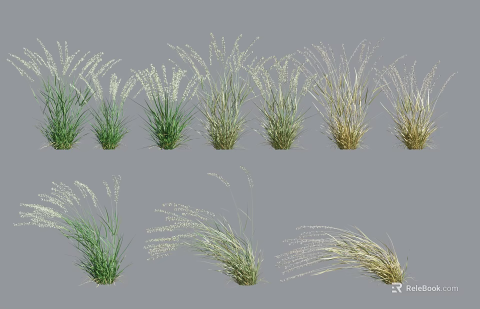 Various Ornamental Grasses in Green and Yellow Tones for Garden Decoration 3d model 