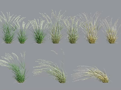 Various Ornamental Grasses in Green and Yellow Tones for Garden Decoration 3d model
