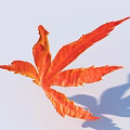 Red Maple Leaf With Vibrant Orange Color On Light Background And Shadow 3d model