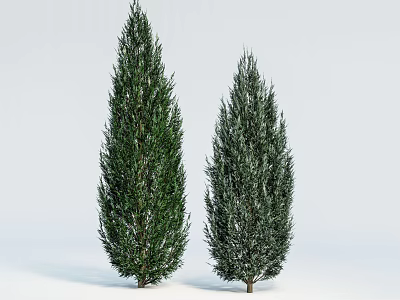 Two Tall Evergreen Arbor Trees with Lush Foliage on Light Background 3d model