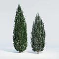 Two Tall Evergreen Arbor Trees with Lush Foliage on Light Background