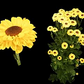 Yellow Daisy Like Flowers Cluster of Small Blooms and Large Single Bloom with Green Leaves