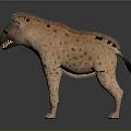 Spotted Brown Hyena Standing On Gray Background With Open Mouth And Shiny Fur