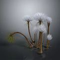 Exotic Plants With Brown Stems And White Fluffy Tops Featuring Green Fine Leaves