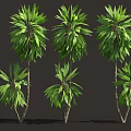 Green Leafy Plants In Various Heights With Human Figure For Size Comparison