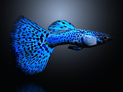 Modern Guppy Fish Blue Guppy Tropical Fish model