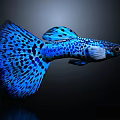 Vibrant Blue Spotted Guppy Fish With Striking Fins In Black Background