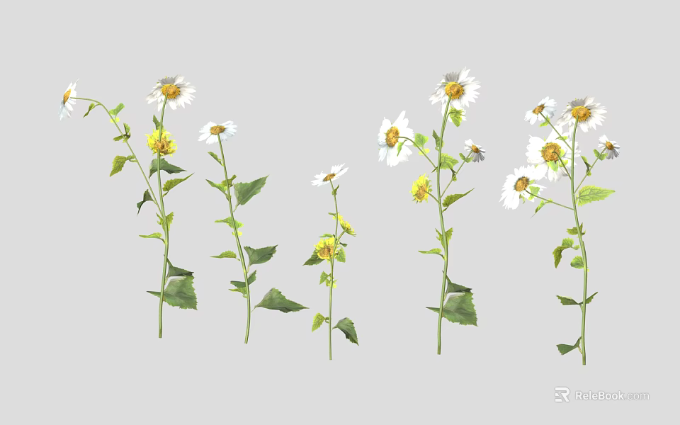 Natural Plants With White Flowers Yellow Centers Green Stems And Green Leaves 3d model 