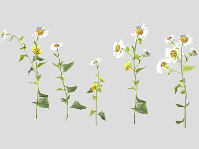 Natural Plants With White Flowers Yellow Centers Green Stems And Green Leaves 3d model