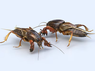 Lifelike Cockroach Sculpture Carving With Detailed 3D Model And Realistic Features 3d model