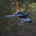Flying Animal Large Bird With Orange Neck Black Wings White Body Long Beak In Grassland