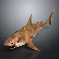 Brown Shark with Yellow Stripes Open Mouth Showing Sharp Teeth on Gray Background 3d model