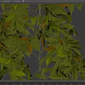 Various Climbing Vines Featuring Green Foliage and Different Leaf Shapes