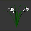 Beautiful Snowdrop Plant With Green Stems Leaves And White Flowers