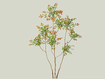 Decorative Shrub With Green And Red Leaves On Slender Branches 3d model