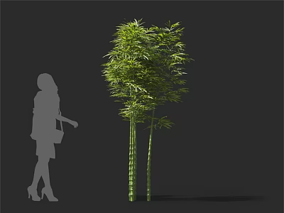 Green Bamboo Plant With Multiple Stalks And Lush Foliage Beside Female Silhouette 3d model