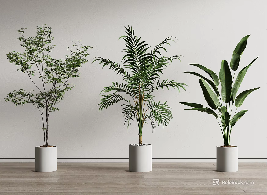 Various Bonsai Potted Plants in White Cylindrical Pots Against Light Wall on Wooden Floor 3d model 
