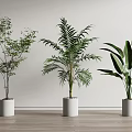 Various Bonsai Potted Plants in White Cylindrical Pots Against Light Wall on Wooden Floor