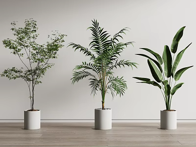 Various Bonsai Potted Plants in White Cylindrical Pots Against Light Wall on Wooden Floor 3d model