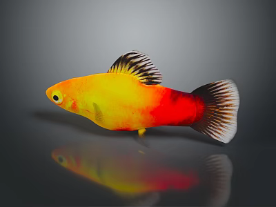 Yellow And Red Fish With Black Edged Fins Tail Against Gray Background And Reflection 3d model