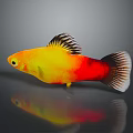 Yellow And Red Fish With Black Edged Fins Tail Against Gray Background And Reflection