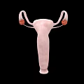 3D Pelvic Organs Anatomical Structure Showing Uterus Fallopian Tubes and Ovaries