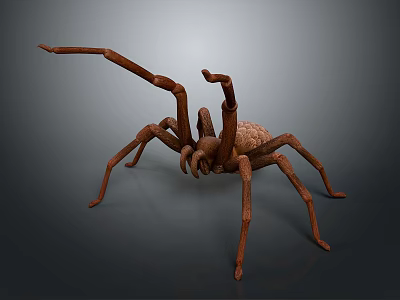 Brown Spider with Large Body and Eight Long Legs on Gray Background 3d model
