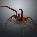 Brown Spider with Large Body and Eight Long Legs on Gray Background