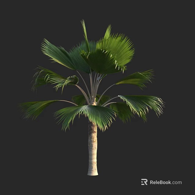 Tall Palm Tree With Lush Green Fronds And Smooth Trunk In Garden Landscape 3d model 