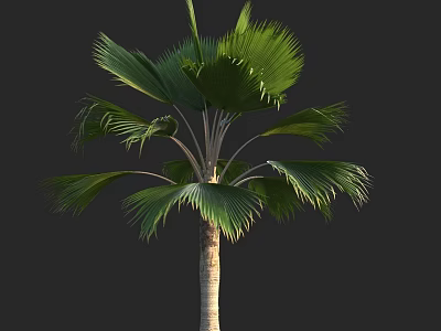 Tall Palm Tree With Lush Green Fronds And Smooth Trunk In Garden Landscape 3d model