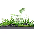 Green Plants Arrangement in Black Rectangular Container With Ferns Grass Pebbles and Moss