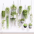 Lush Indoor Hanging Plants Decor with Various Green Vines and Stylish Pots