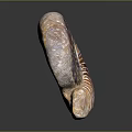 Aquatic Animal Ammonite Fossil Shell With Intricate Spiral Design And Natural Texture