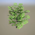 Lush Green Arbor with Dense Foliage Healthy Branches and Strong Trunk