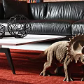Modern Combination Sofa Sofa Coffee Table Combination 3d model