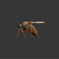 Realistic 3D Fly Model with Orange Body Transparent Wings and Large Eyes