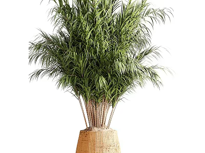Bonsai Potted Plant Featuring Lush Green Leaves In Woven Basket Planter 3d model