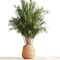 Bonsai Potted Plant Featuring Lush Green Leaves In Woven Basket Planter