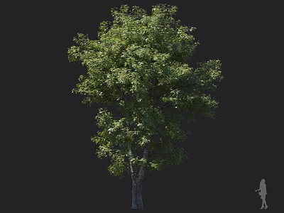 Tall Sturdy Tree With Lush Green Leaves Thick Trunk And Human Figure For Scale 3d model