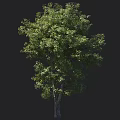 Tall Sturdy Tree With Lush Green Leaves Thick Trunk And Human Figure For Scale