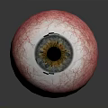 Eyeball with Pink Sclera Blood Vessels Yellow Iris Black Pupil on Gray Background and Reflection