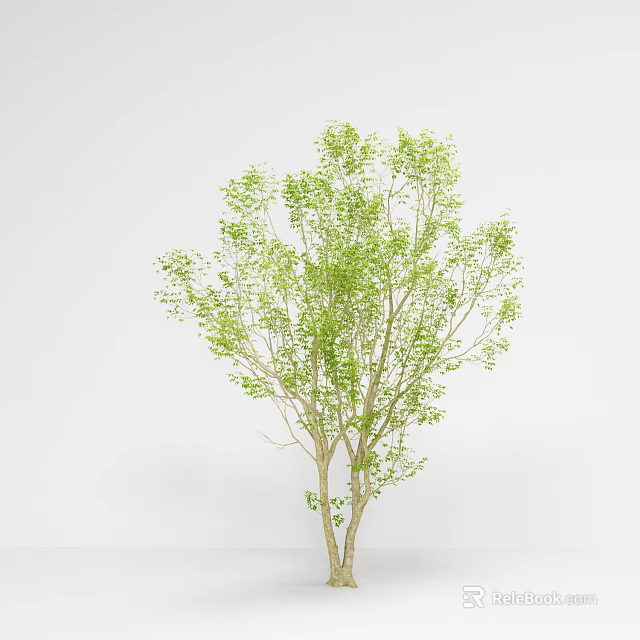 Lush Arbor Tree Featuring Green Foliage And Spreading Branches On White Background 3d model