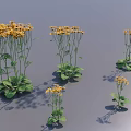 Yellow Flowering Plants With Green Leaves Different Sizes On Gray Background And Shadows