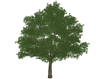 Lush Green Arbor With Full Foliage Crown And Strong Sturdy Trunk 3d model