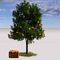 Lush Orange Tree Bearing Ripe Fruits With Basket Of Oranges Below