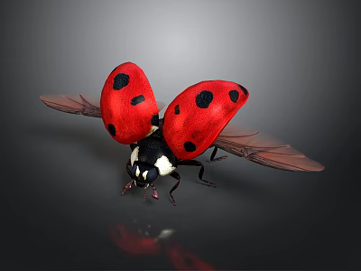Ladybug Red With Black Spots Spreading Wings On Black Background With Reflection 3d model